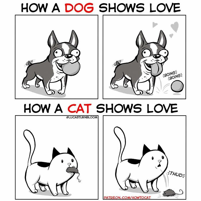How To Cat