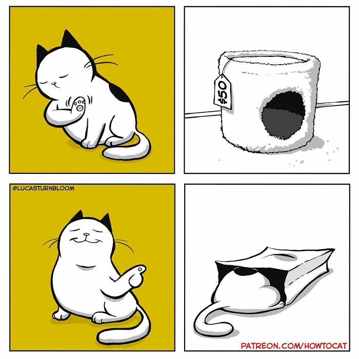 How To Cat