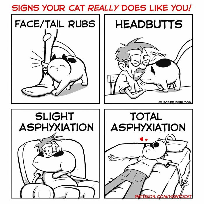 How To Cat