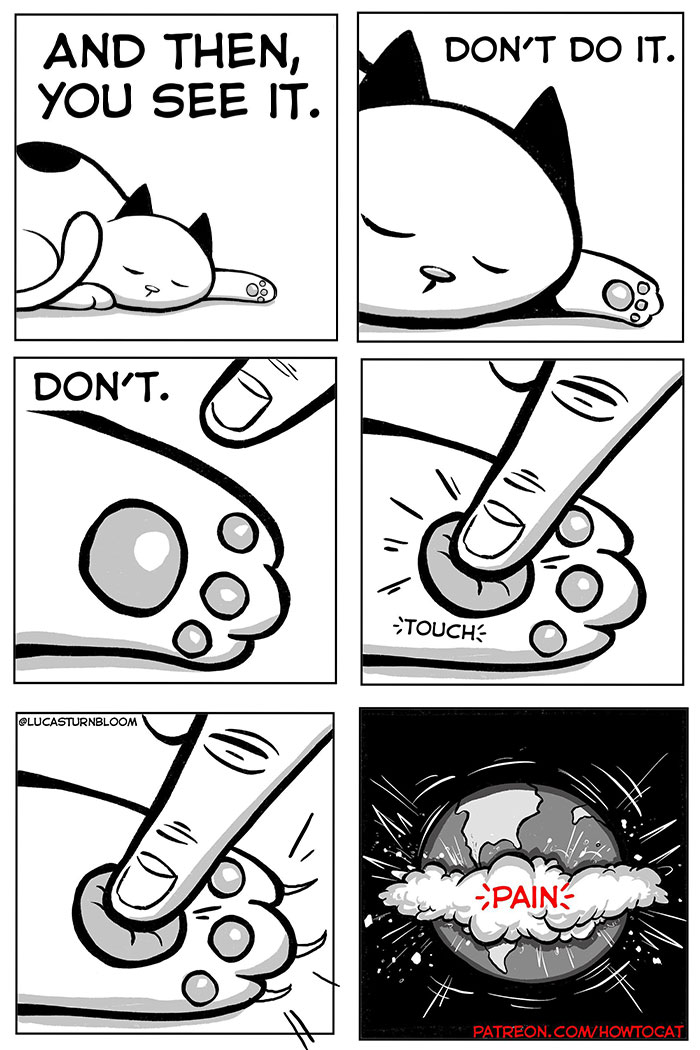 How To Cat