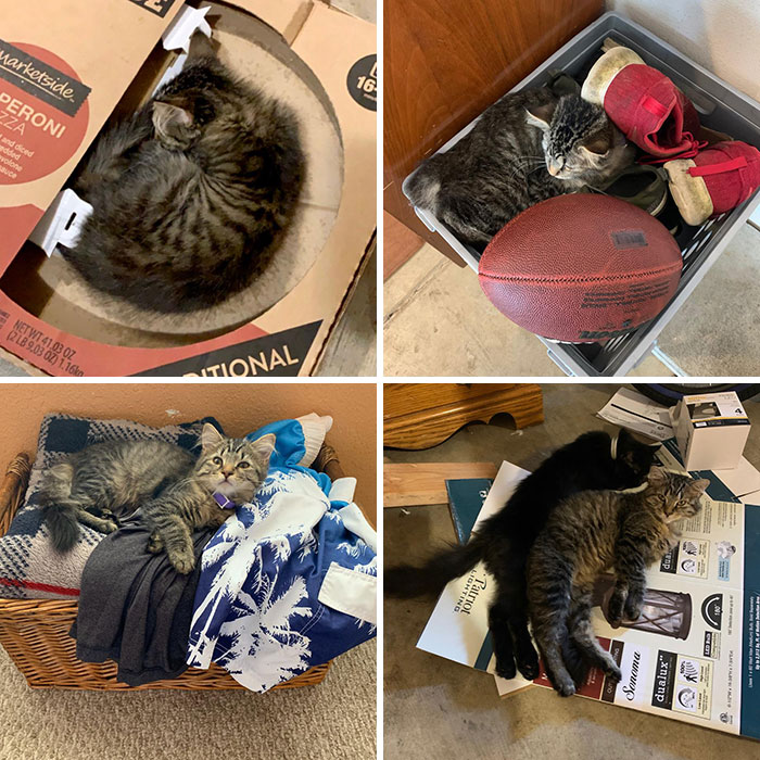 Literally Do Not Know Why I Bought A Cat Bed