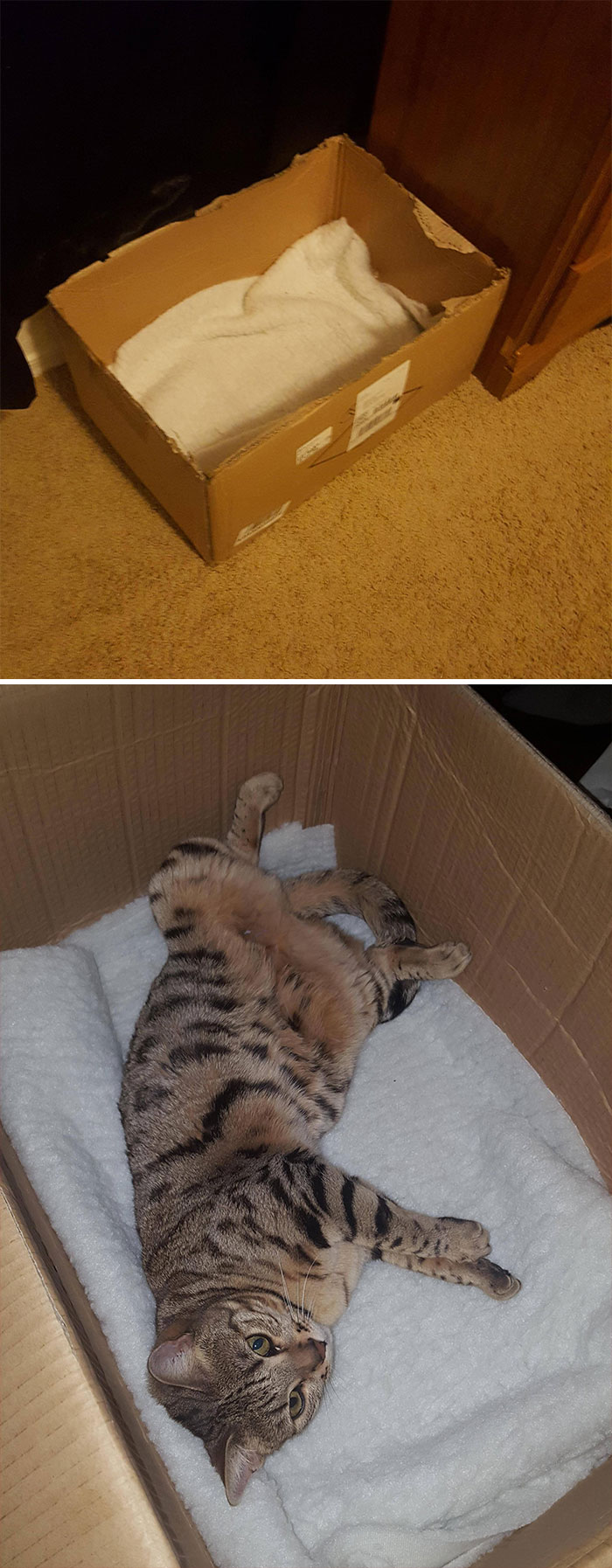 I Bought A Fifty Dollar Cat Bed, She Wanted Nothing To Do With It