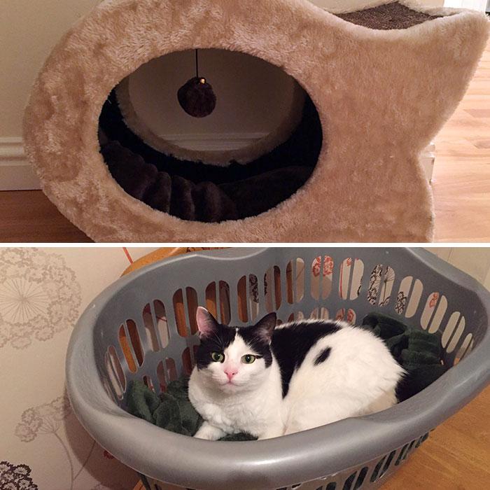 Bought Harper A Real Fancy Bed But No, She Prefers The Washing Basket. Typical