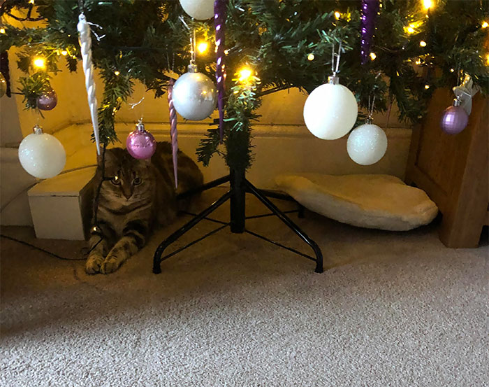 Amber Likes Sitting Under The Tree So I Put Her Bed Cushion Down For Her