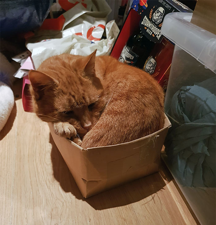 He Has Countless Beds And Blankets To Sleep On, But He Just Wants His Box