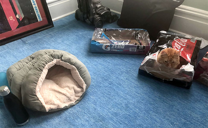 Glad I Bought Nacho A New Cat Bed