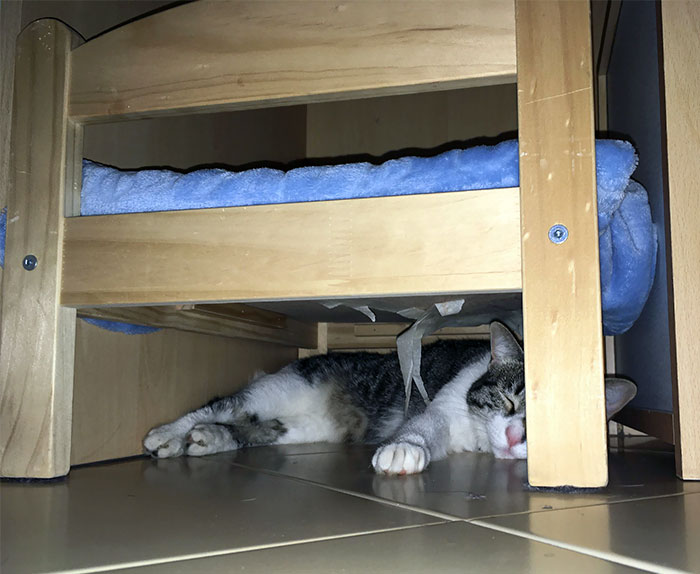 I Thought Buying A Little Bed Was A Good Idea - Second Part