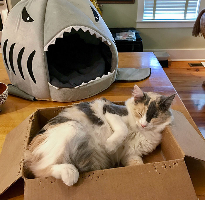 She Begged Me To Buy Her A Luxury Shark Bed, Sleeps In Free Amazon Box Instead