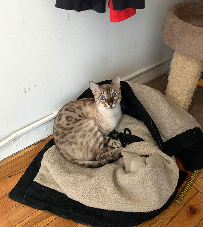 Two Beds And This Is The Only Place He Wants To Sleep