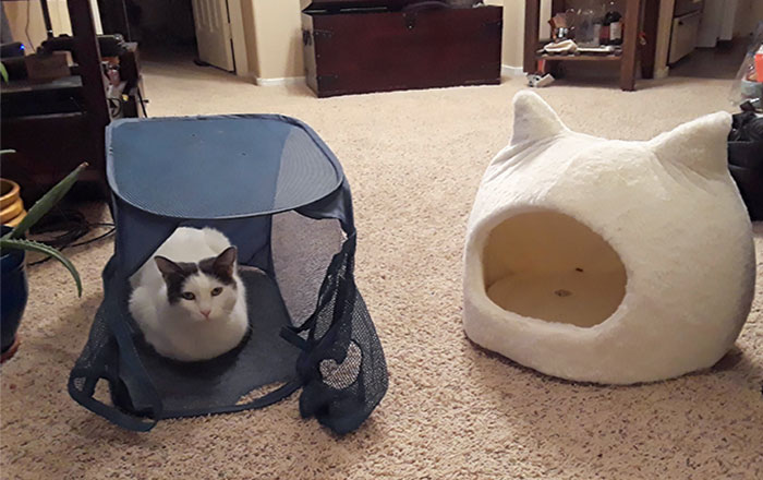 "What, Hooman?" The Look I Get As She Rejects A Fancy Cat Bed Full Of Catnip