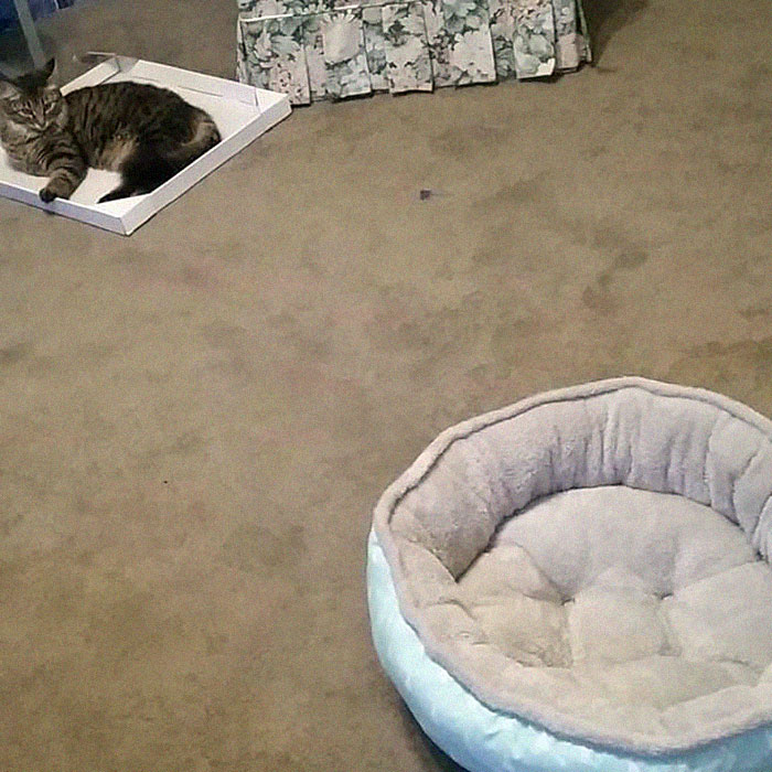 One Time I Went To The Shops And Bought A Cat Bed And A Photo Frame