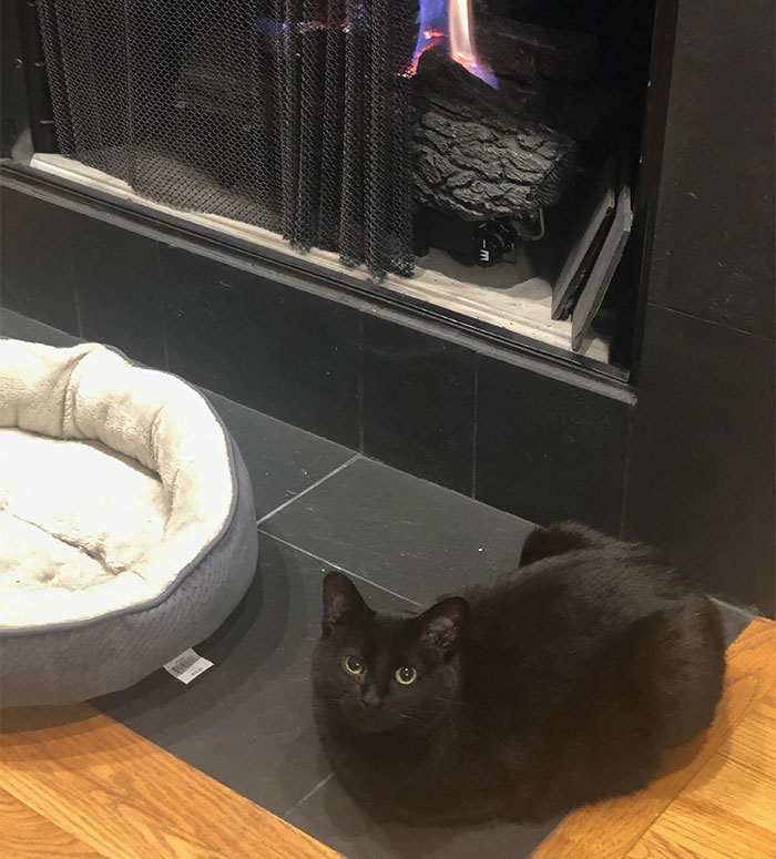 Tonks Prefers To Loaf Next To Her Bed Rather Than In It. Dammit