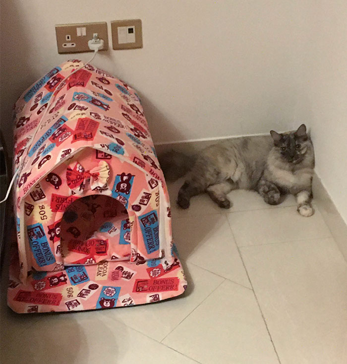 Just Got My Furball A New Bed