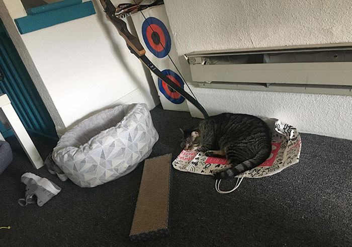 Alright I'll Just Sell The Cat Bed Back To The Store Then