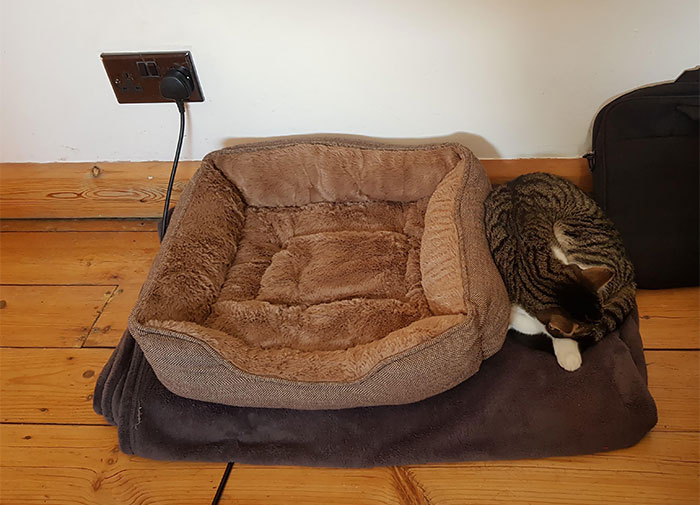 Bought Eevee Her Own Bed After Fighting Her Sister For The Other One (Which Is The Same). Typical