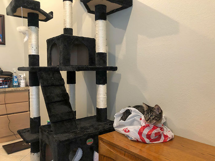 Giant 6’ Tall Cat Tree With Toys And Catnip < Stupid Plastic Bag