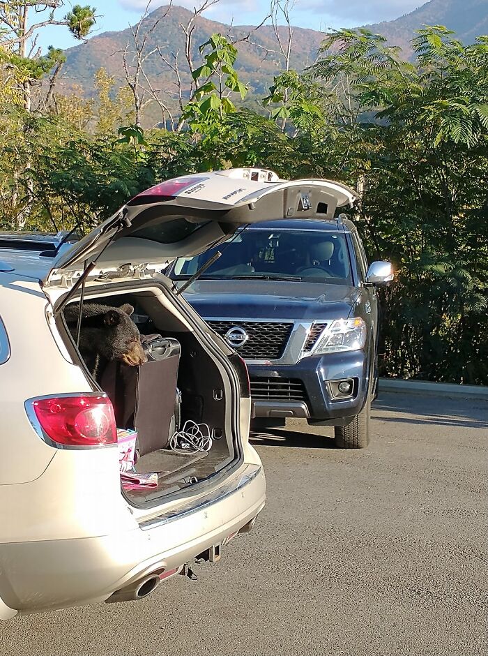 Note To Self, Make Sure Your Trunk Closes When You Hit The Button!