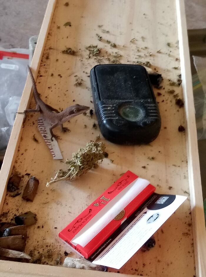 Had A Visitor Today In The Shed.