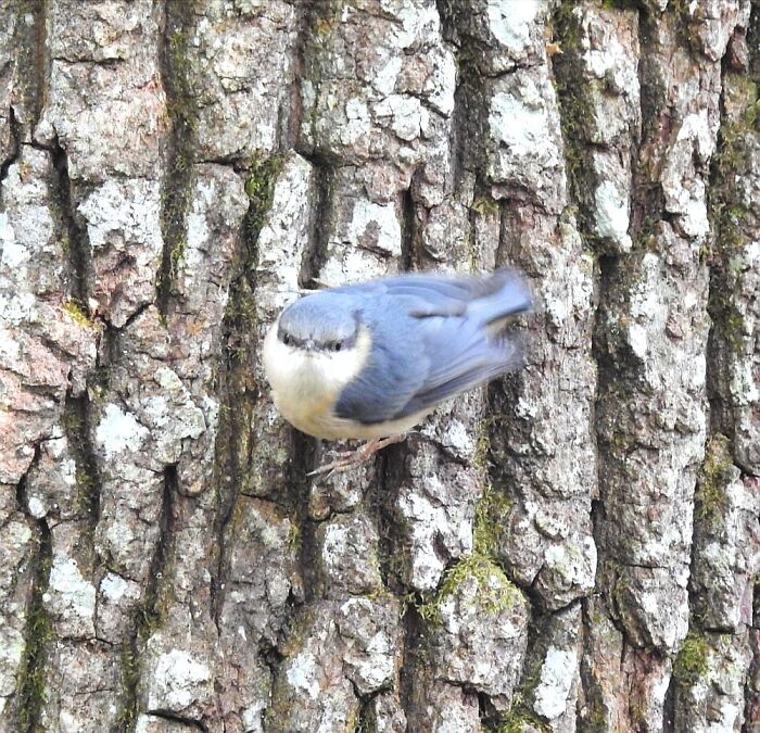 There's A Reason Birds Are Always Side Profiled
