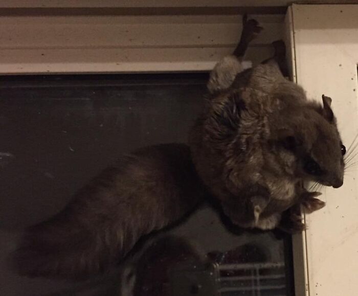 My Son Came Into My Bedroom To Tell Me There Was A “Mouse In His Room”