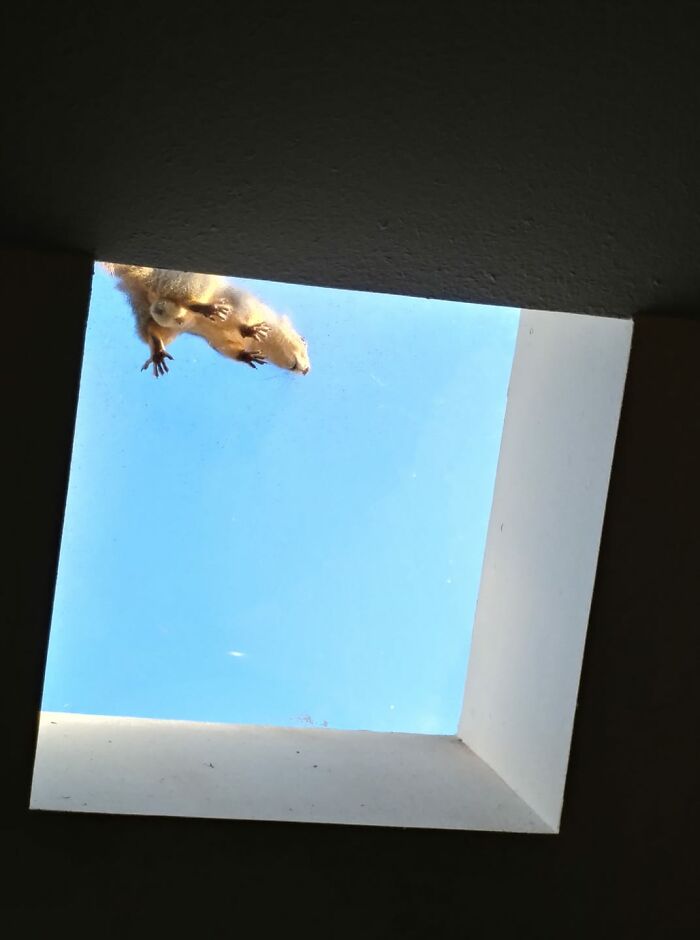 My Cats Were Going Nuts In The Bathroom Over This!