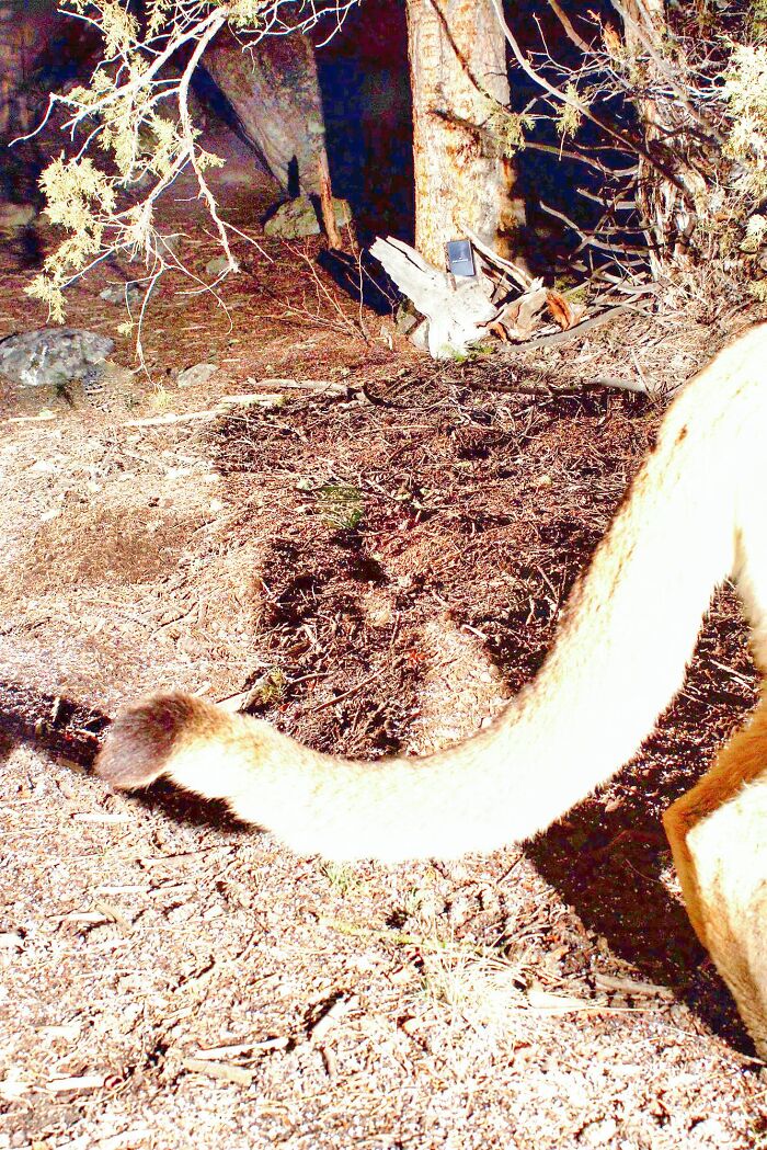 I've Lived In Wyoming Most Of My Life, And I've Only Seen A Mountain Lion 2 Times. Now It's 2-1/4 Times.