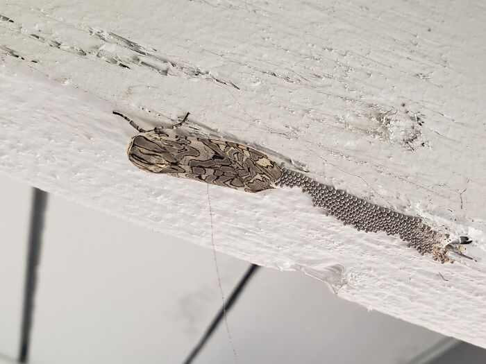 We're Getting Babies! How Cute!