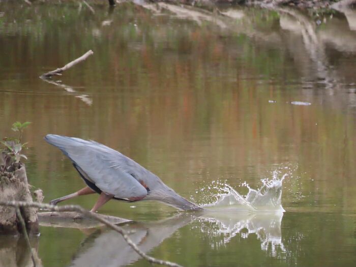 So I’m Sure I’ll Get Some “Not Crap” Comments Which I Agree With In Principle, Except I Really Was Trying To Get A Picture Of The Top Part Of The Heron Too!
