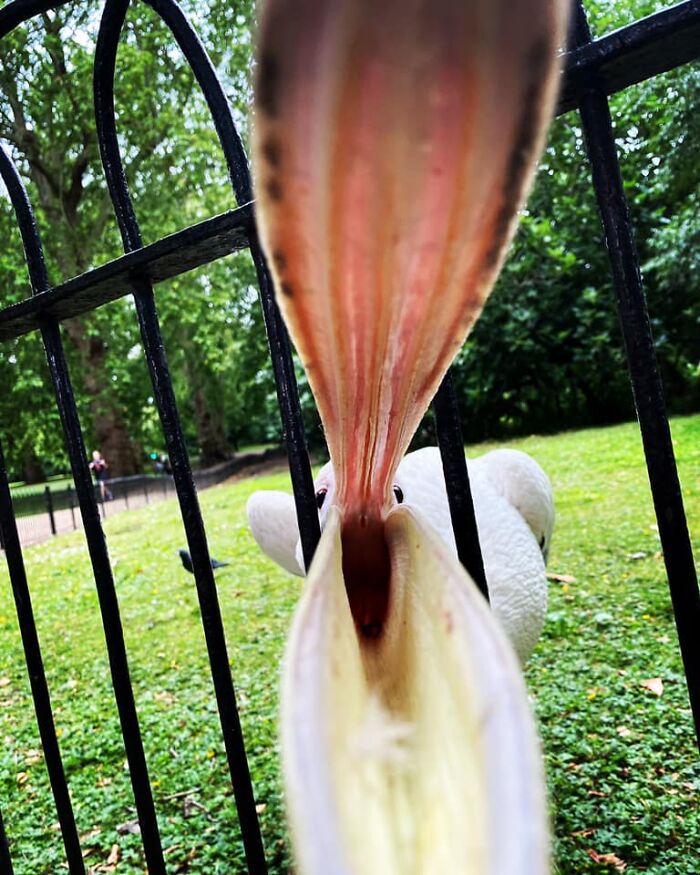 Was Supposed To Be A Pelican