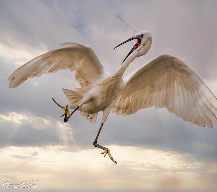 Scary Little Egret From Egypt