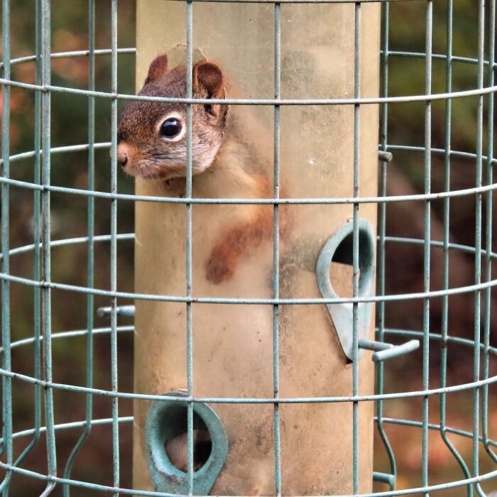 Definitely Need A New Feeder