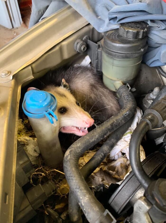 Always Looking For A Little Help When I’m Working On Someone’s Car