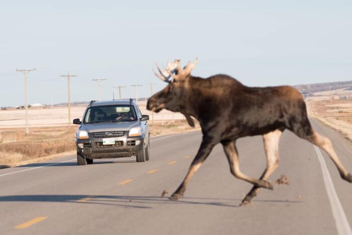 $3,500 Camera/Lens? Check. Rare Moment Of Interaction? Check.timeless Photo Of Kia Sportage? Check