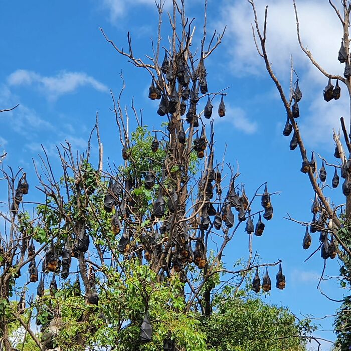 Sleepy Sky Puppies. Not A Particularly Crappy Photo, But If You Could Smell It! 100s, Possibly 1000s Of Sky Puppies Roost Here During The Day, Then In The Evening 100s Of Bin Chickens Return To Nest In The Same Trees The Sky Puppies Left