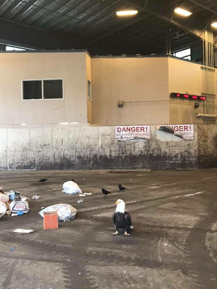 A Most Magnificent Bird Of Prey.