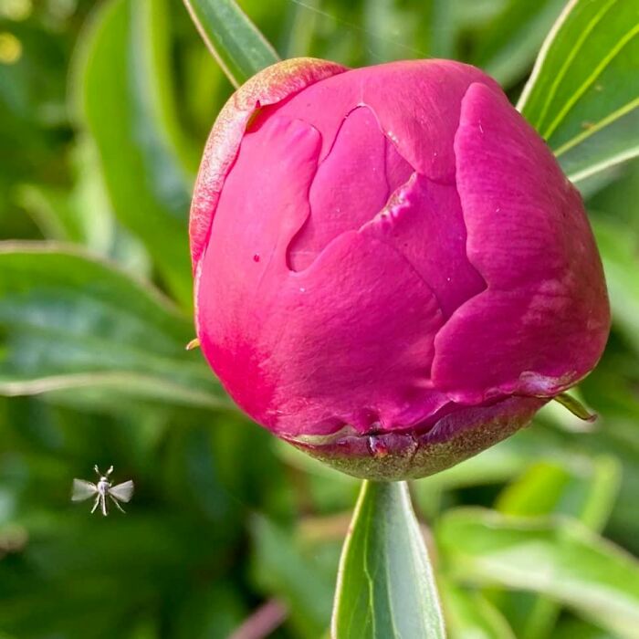 Bug Photobombs Are The Best!!