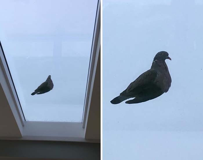 Floating Pigeon!