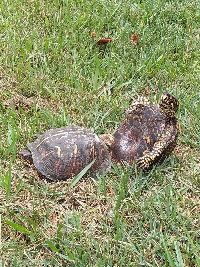 Hi I Was Told This Would Be The Perfect Picture For This Group By A Few People So Here Ya Go Found These Love Birds In My Front Yard This Morning