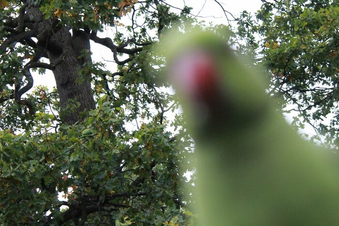 The Soft And Intricate Feathers Of A Parakeet
