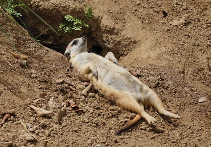 Waited A Long Time To Get That Iconic Shot Of A Big Family Of Meerkats Standing At Attention.