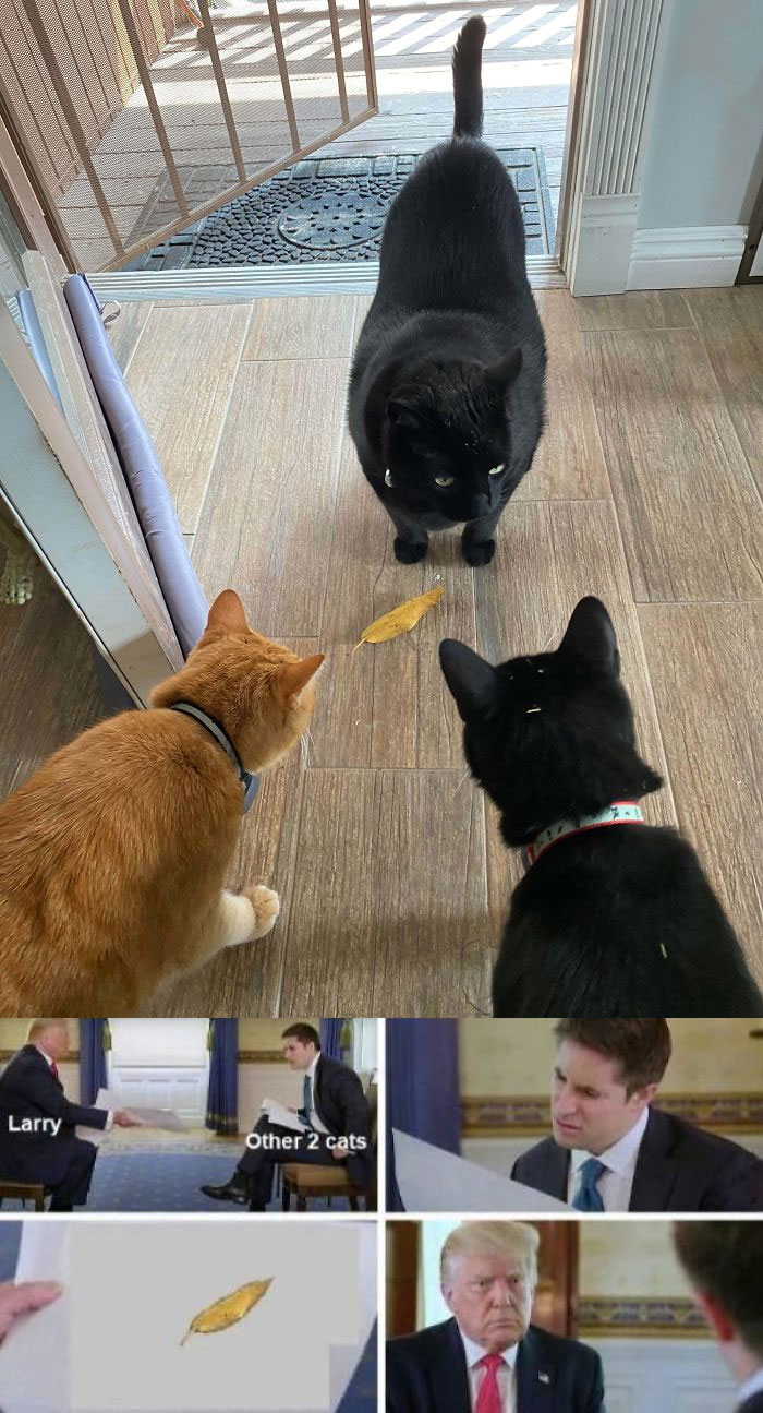 Our Cat Larry Was Adopted 3 Months Ago And Sometimes Has A Hard Time Fitting In With His New Brothers. He Was Never Allowed To Explore His Backyard In The Past So His "Hunting" Skills Are A Bit New. Yesterday He Brought The Family His First "Catch" It Was A Leaf And We Are All Very Proud!