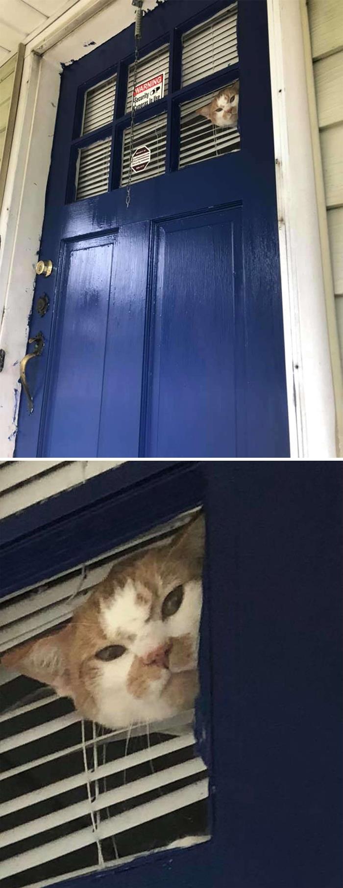 Cat Gets Mad When Mom Won't Let Him Outside