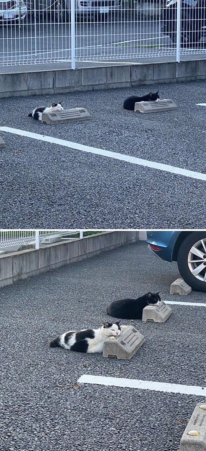 They're Social Distancing.