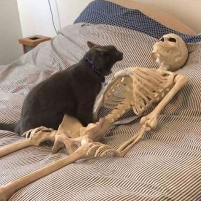 Nooo Hooman!! You Forgot My Dinner!