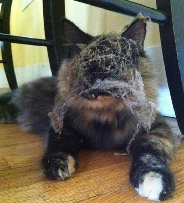 Cleaning Was Successful