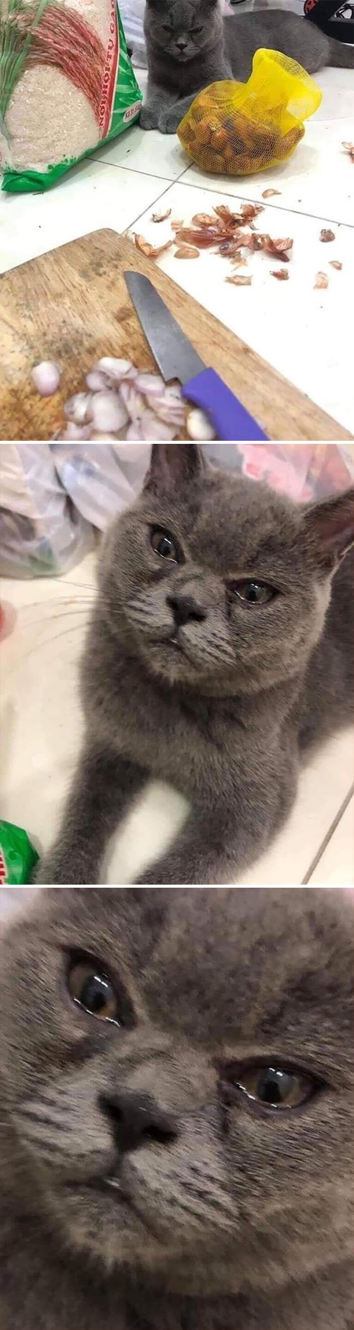 Not Even Onions Can Tear Us Apart, Hooman