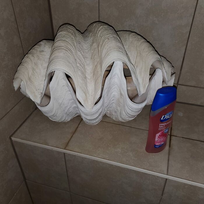 Check Out This Giant Clam Shell I Found At An Estate Sale. She Said Her Father Was A Scuba Diver And Brought This Home In The '60's