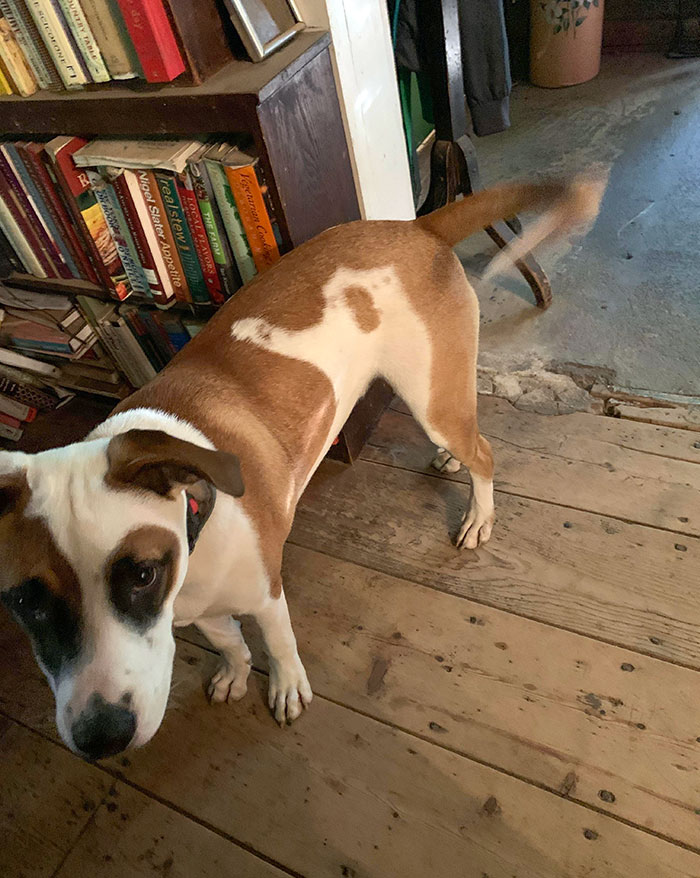 My Dog Has A Cat Singing Opera Following Him All The Time