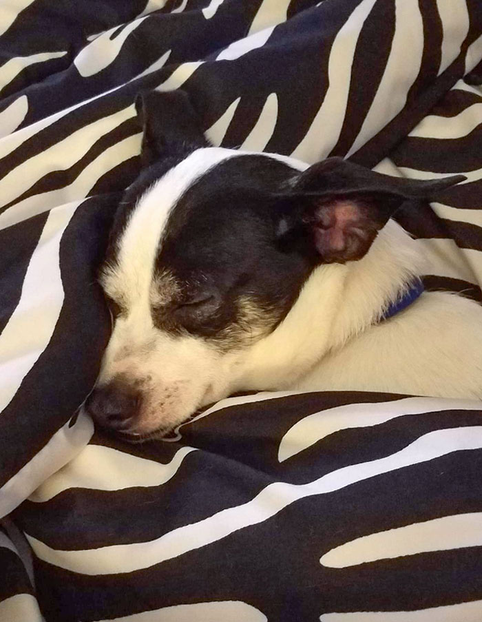 My Dog's Ear Appears To Have A Face In It