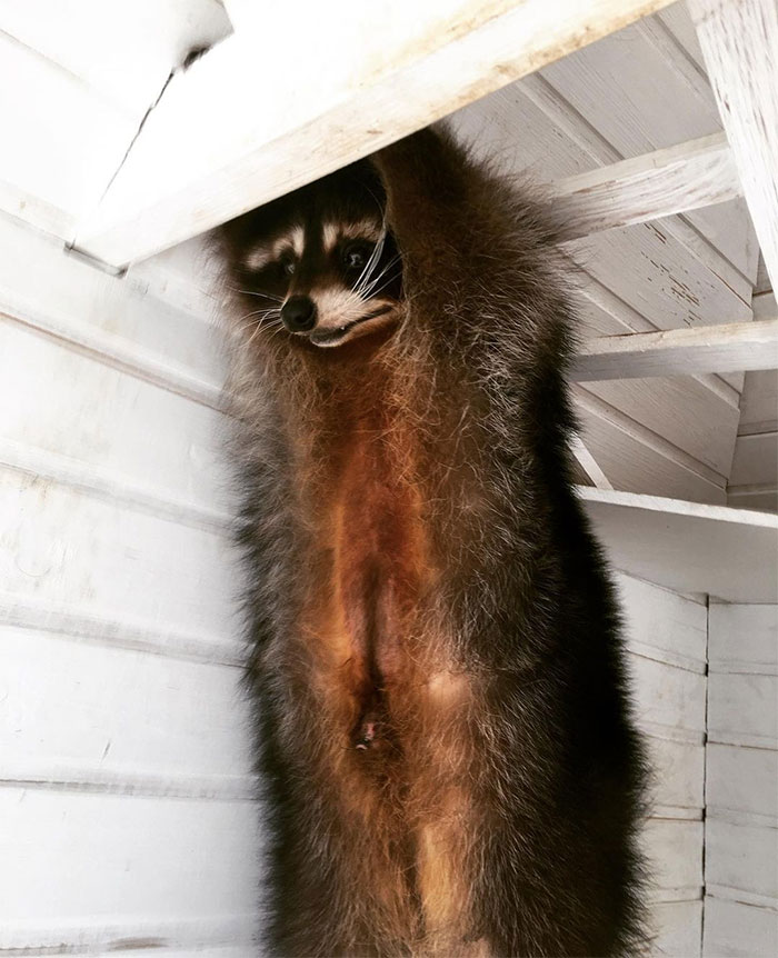 Daytime Stretching With A Raccoon